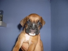 boxer sevilla - mejor precio | unprecio.es