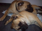 bullmastiff - mejor precio | unprecio.es