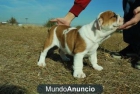 Cachorritos de bulldog ingles FOTOS REALES¡¡ - mejor precio | unprecio.es