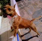 CACHORRO DE AMERICAN STAFFORDSHIRE TERRIER EN VENTA - mejor precio | unprecio.es