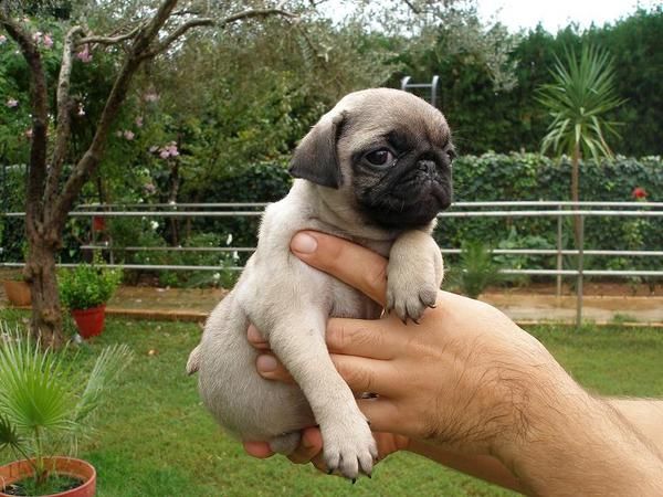 CACHORROS DE CARLINO DE INMEJORABLE CALIDAD