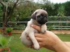 CACHORROS DE CARLINO DE INMEJORABLE CALIDAD - mejor precio | unprecio.es