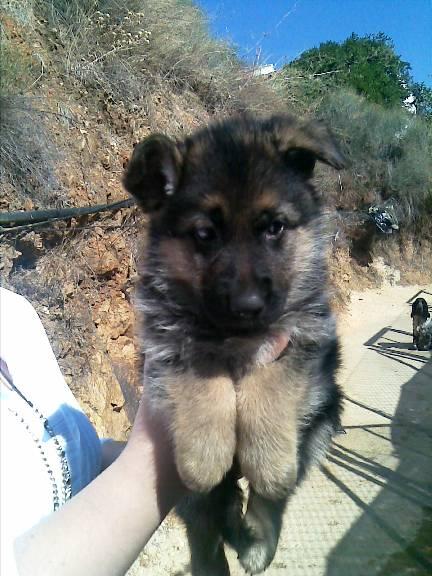 cachorros PASTOR ALEMAN con PEDIGREE