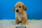 Cachorros raza Golden Retriever - mejor precio | unprecio.es