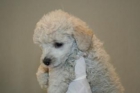 Caniche enano, con pedigree 360 euros. - mejor precio | unprecio.es