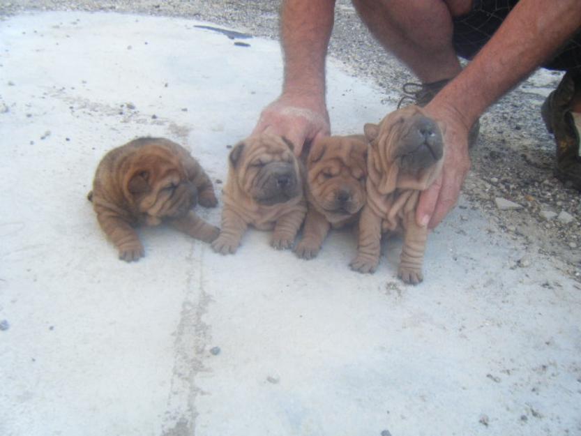 Excelentes cachorritos de shar pei economicos