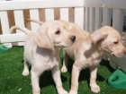 Labrador, ¡tu cachorro economicos! - mejor precio | unprecio.es