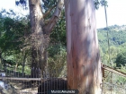 Madera de pino y eucalipto - mejor precio | unprecio.es