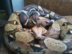 Vendo Boa Constrictor Hembra 2m - mejor precio | unprecio.es