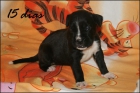 vendo boxer - mejor precio | unprecio.es
