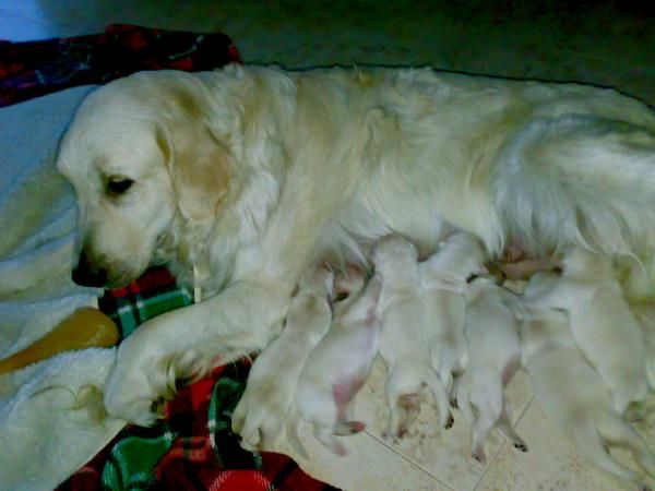 vendo  perros  golden retriever