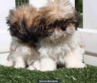 Increíble shih tzu, muy económico! - mejor precio | unprecio.es