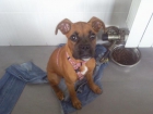 boxer hembra por 120 euros, de 4 meses - mejor precio | unprecio.es