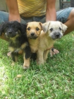 Cachorritos buscan hogar - mejor precio | unprecio.es