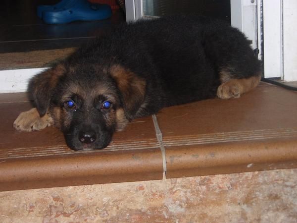cachorros de pastor aleman