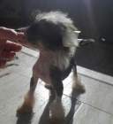 Crestado chino hairless con pedigree - mejor precio | unprecio.es