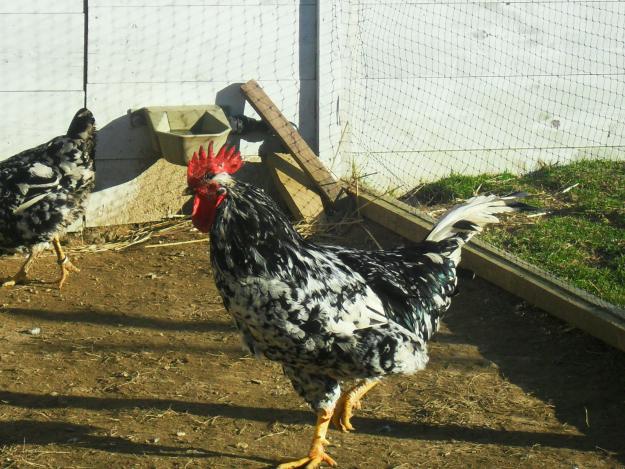 GALLINA PINTA ASTURIANA