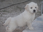 Golden Retriever Con Loe - mejor precio | unprecio.es