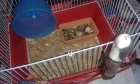 jaula hamster - mejor precio | unprecio.es