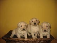 LABRADORES DORADOS 250