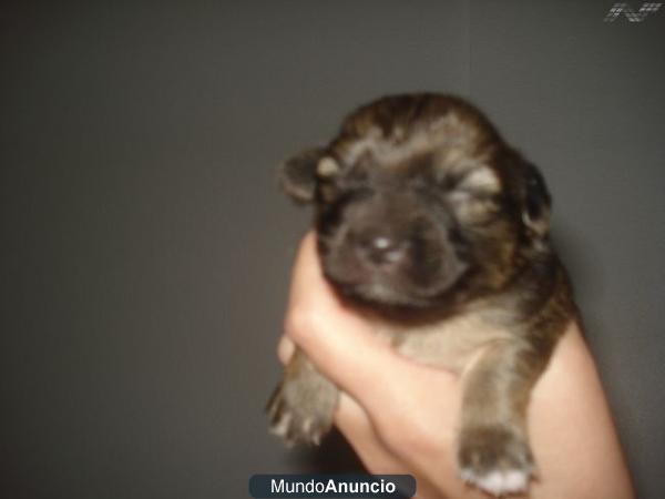 NECESITAMOS ACOGIDA cachorros de biberon...urgente..!!