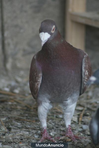 palomas mensajeras