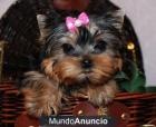 regalo cachorrito macho yorkshire terrier toy - mejor precio | unprecio.es