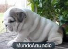regalo excelentes cachorros de bulldog ingles - mejor precio | unprecio.es
