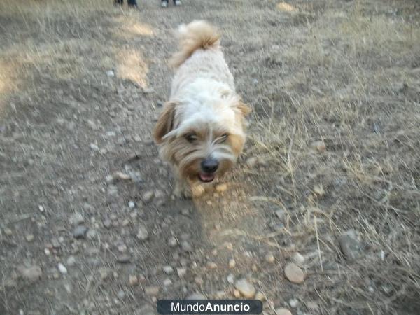 regalo perrito