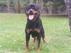 Rottweiler para montas - mejor precio | unprecio.es