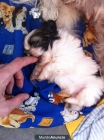 SHIH TZU HEMBRA  X 250€ 6 SEMANAS - mejor precio | unprecio.es