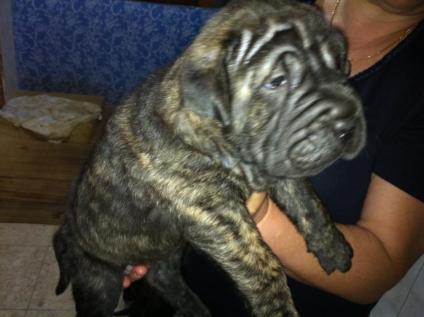 Vedo cachorros de mastin napolitano cruzados con sharpei