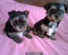 yorkshires toys 500 euros - mejor precio | unprecio.es