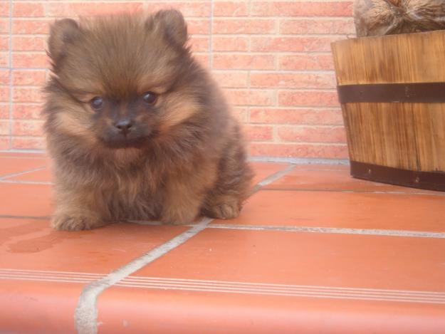 !!!!!!!!!!!!!!!!! PRECIOSO Y IMPRESIONANTE !!!!!!!!!!!!!!!!!!!! LULU DE POMERANIA
