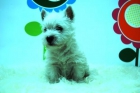 2 meses de edad y pedigre nacional_Westy fabuloso_www.animalflower.com - mejor precio | unprecio.es