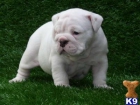 Bulldog Inglés pelo largo 3 meses 200€ - mejor precio | unprecio.es