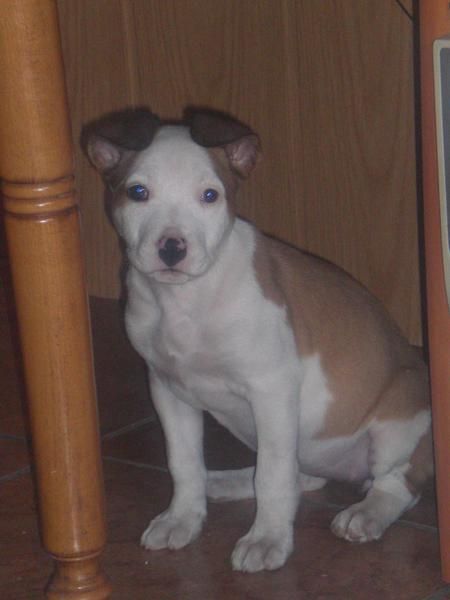 Cachorra de American Sttanford