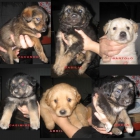 CACHORROS EN ADOPCION - mejor precio | unprecio.es