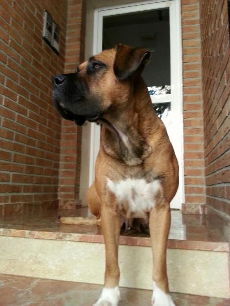 DAMA,  hembra adulta de boxer esterilizada;  en adopcion-