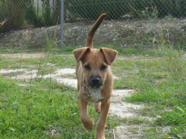 GOLFO - Cachorrito ABANDONADO BUSCA FAMILIA ADOPTANTE