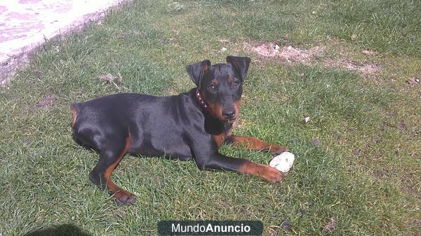 mini pincher para monta