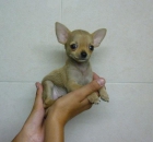 Preciosos cachorritos de Chihuahua toys - mejor precio | unprecio.es
