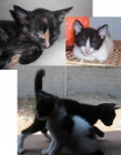 Regalo gatitos - mejor precio | unprecio.es