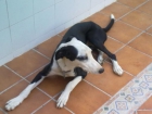 Regalo hembra de 6 meses - mejor precio | unprecio.es
