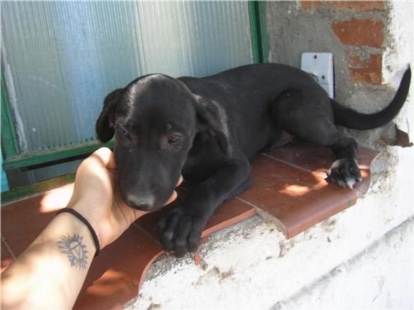 regalo perrita