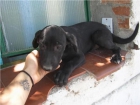 regalo perrita - mejor precio | unprecio.es