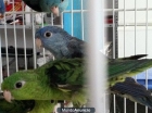 VENTA DE AVES POR LOTES - mejor precio | unprecio.es