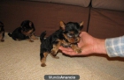 YORKSHIRE TERRIER MINIS MUY BUEN PEDIGREE ( MALLORCA) - mejor precio | unprecio.es