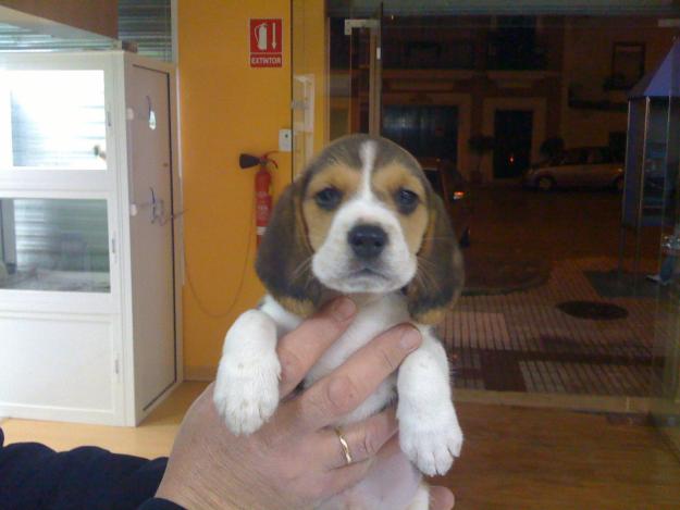 BEAGLES CON BUENOS APLOMOS