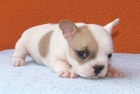 BULLDOG FRANCES BUSCA NOVIA. - mejor precio | unprecio.es